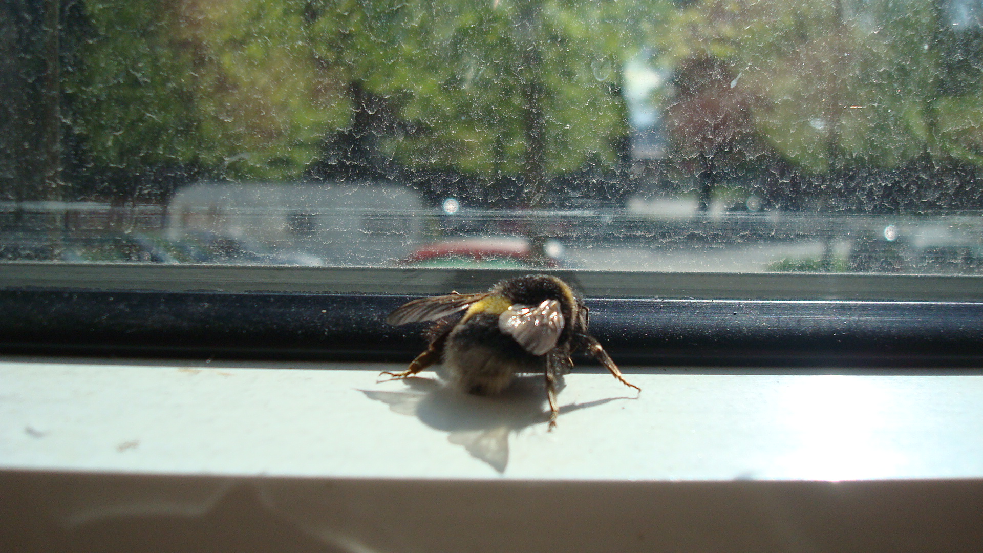 ingwerhummel 015.JPG