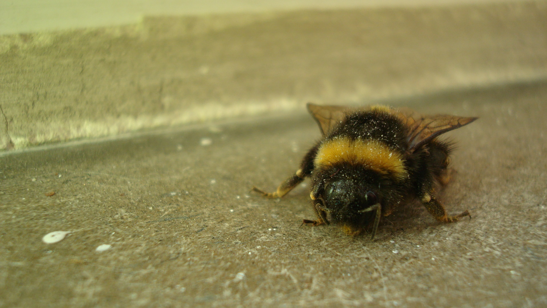 ingwerhummel 022.JPG