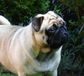 mops.jpg