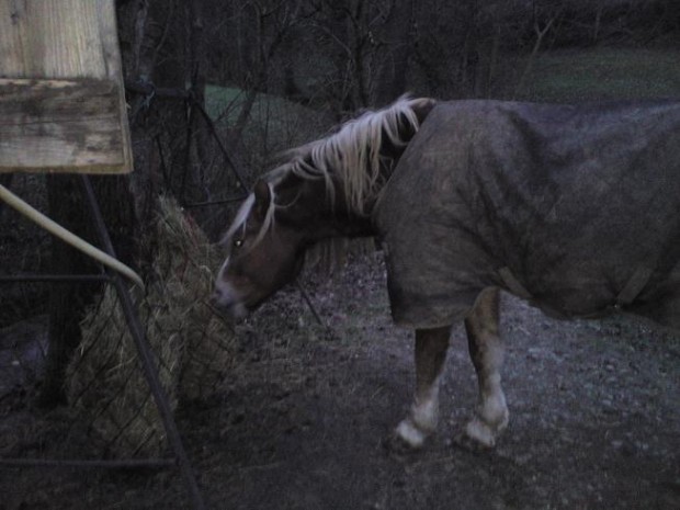pferd2.jpg