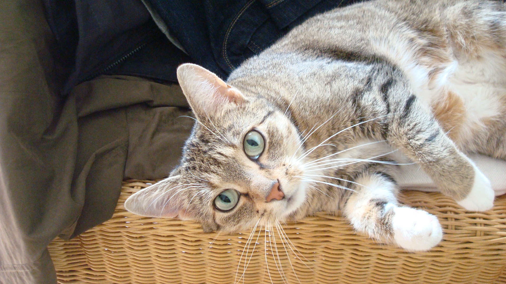 katze 009.JPG