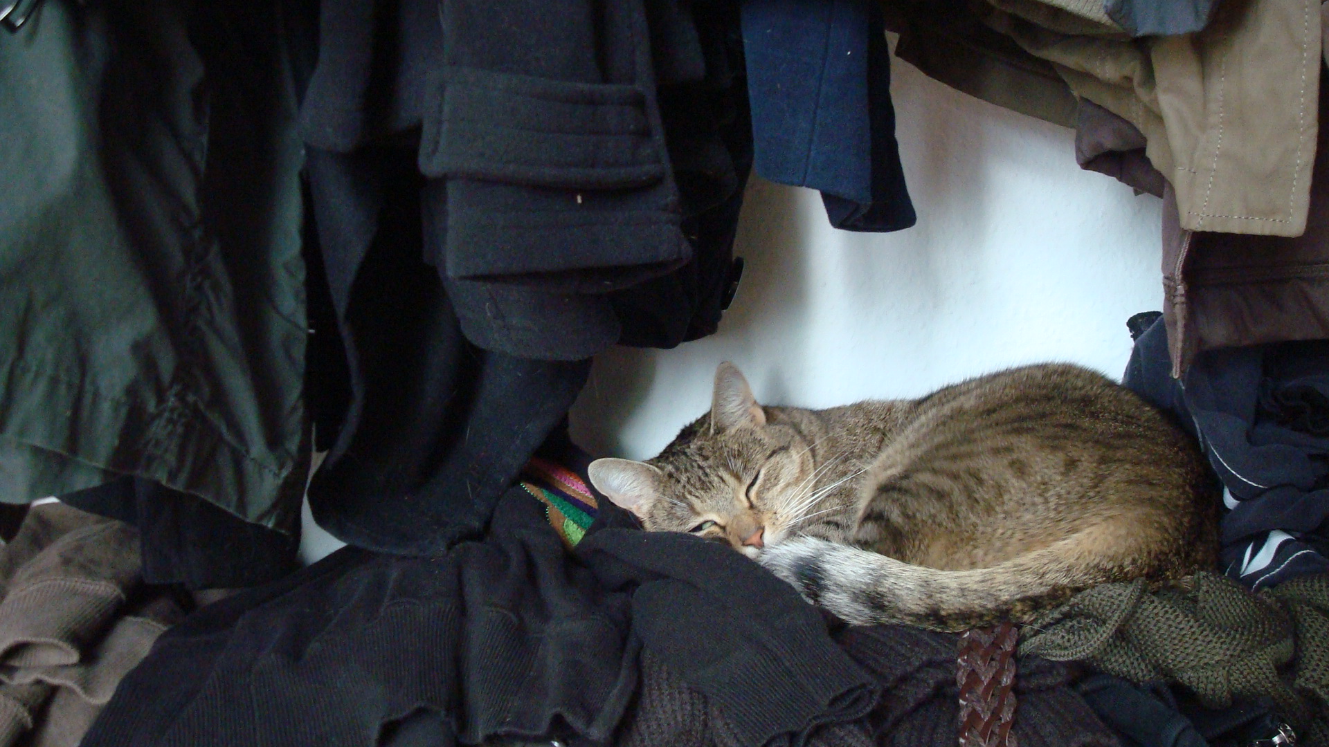 katze 013.JPG