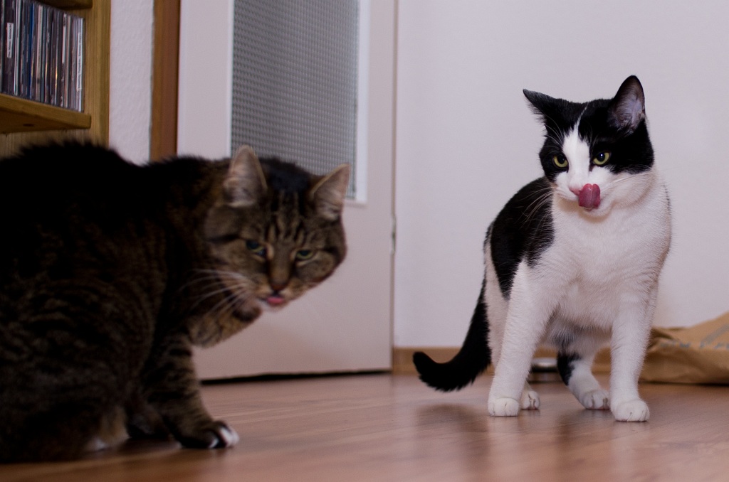 Katzen009.jpg