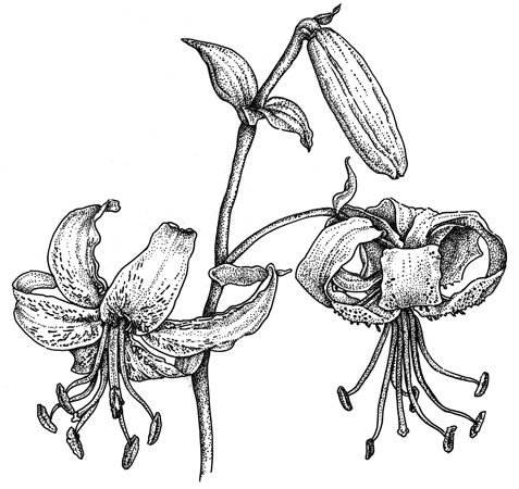 Lilium-henryi-450-pixls1.jpg