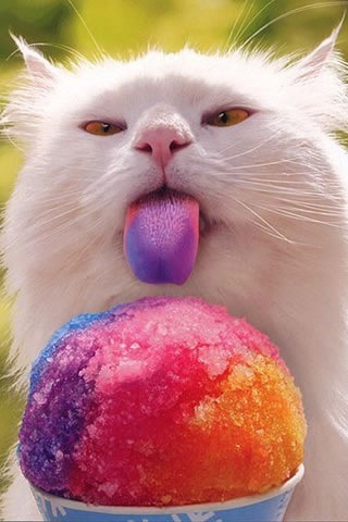 ImageUploadedByTapatalk1338272493.106700.jpg