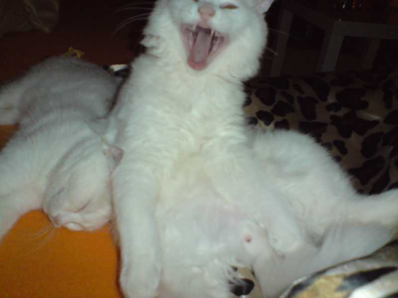 katzenbabys 171.JPG