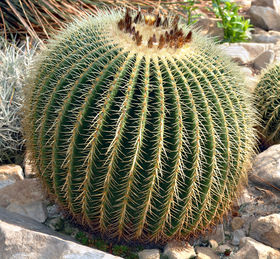 280px-Echinocactus_grusonii_%28aka%29.jpg