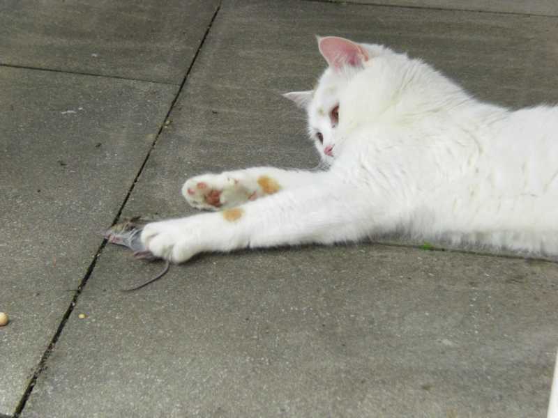 katzen u käfig 240.JPG