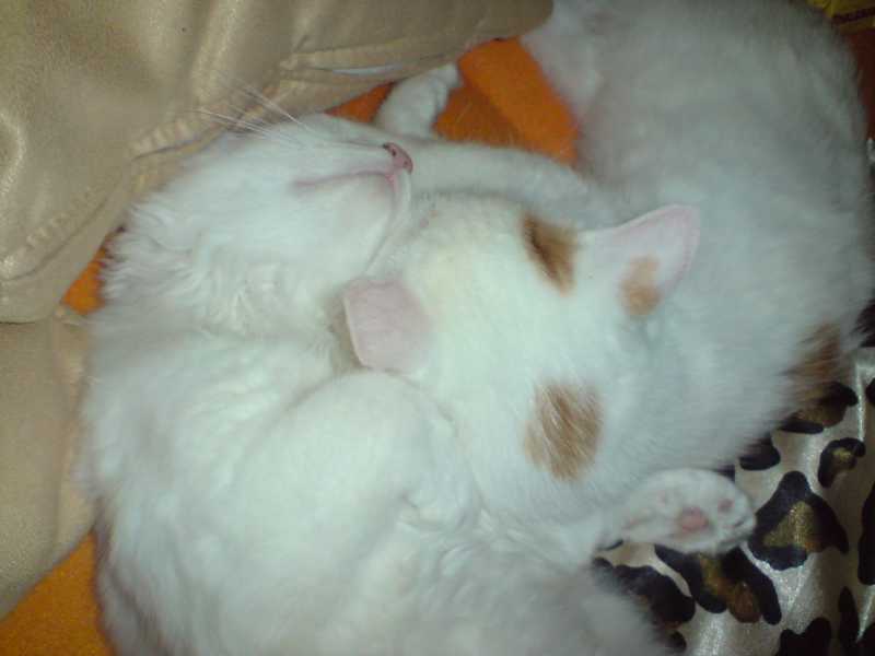 katzenbabys 166.JPG