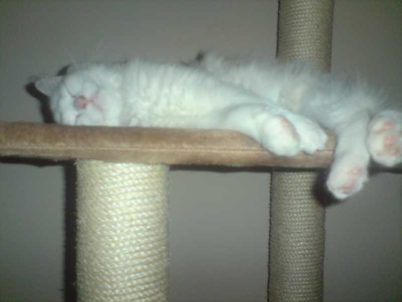 katzenbabys 063.JPG