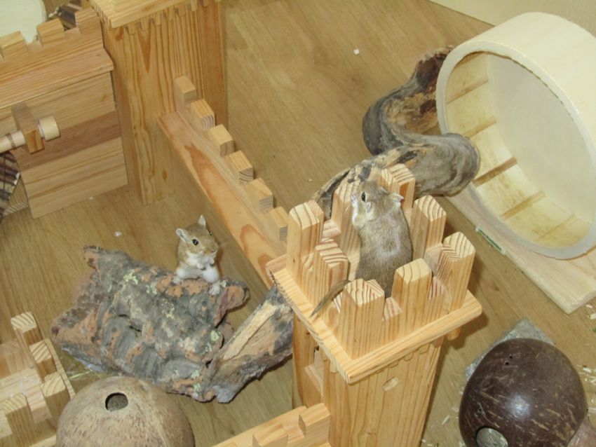 Burgfrollains 2.jpg