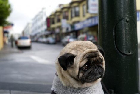 dog.jpg