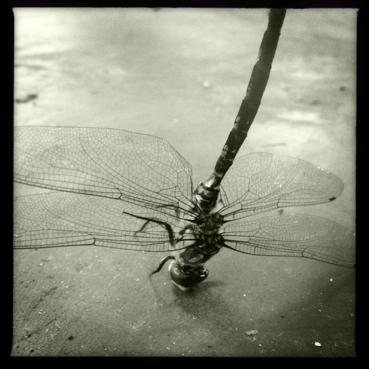 libelle.jpg