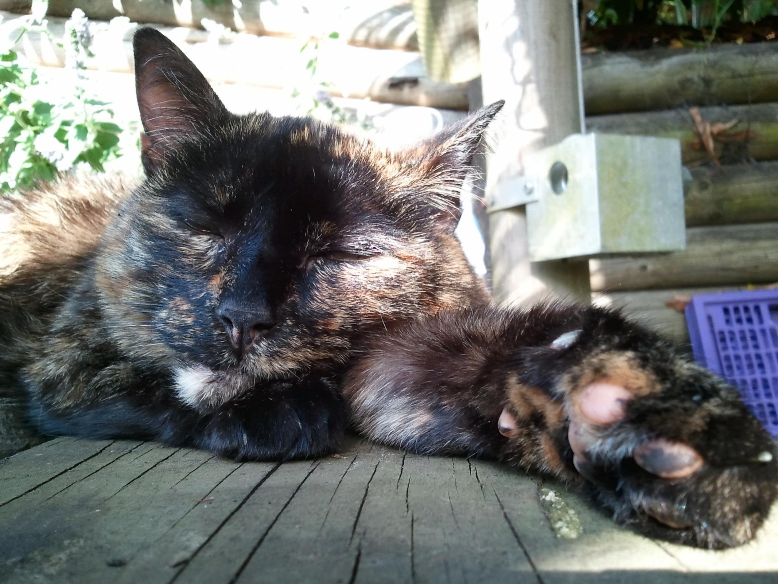 kitty.jpg