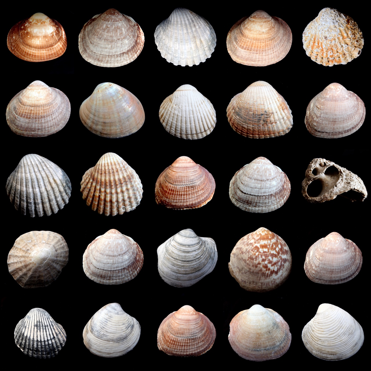 collage a.jpg