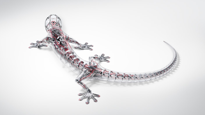 Gecko.jpg