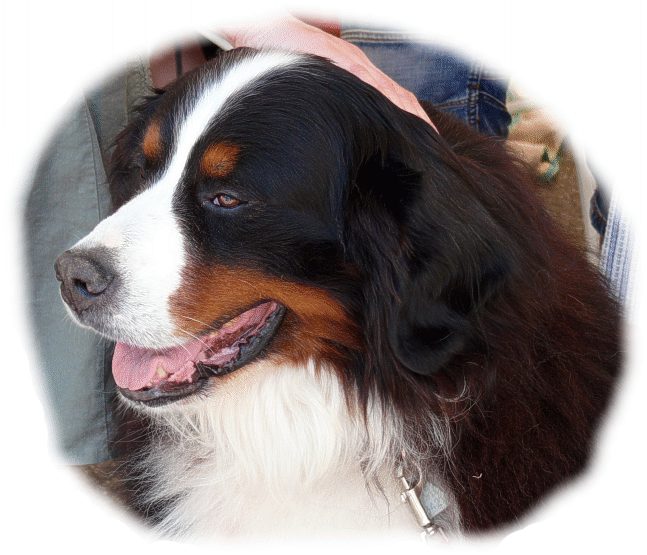 berner_sennenhund.jpg
