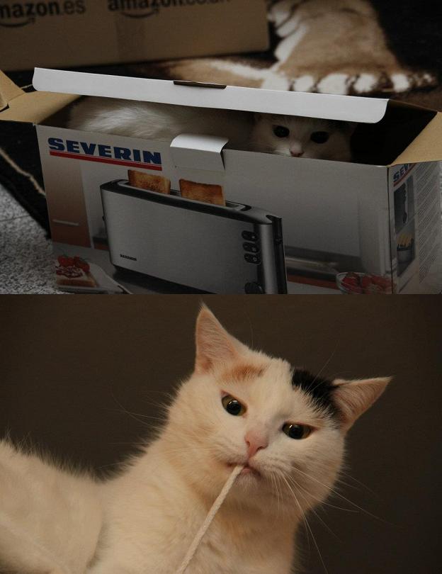 Komikerkatze.JPG