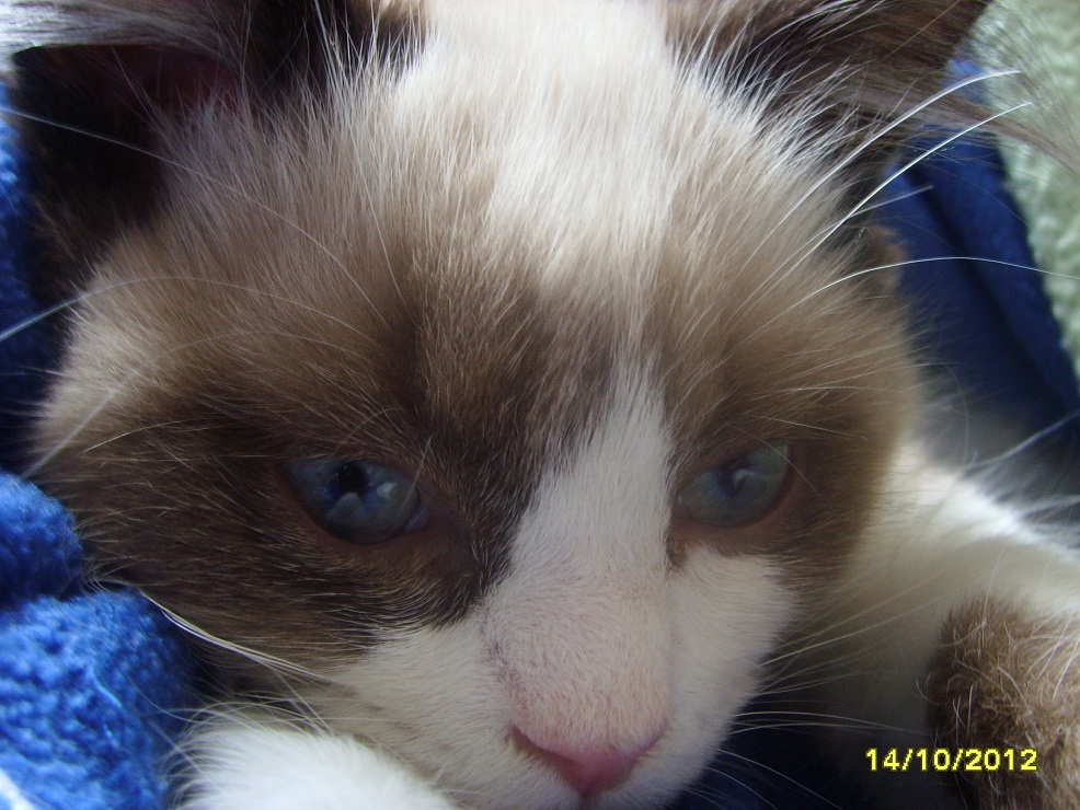 Hugo beim kuscheln.JPG