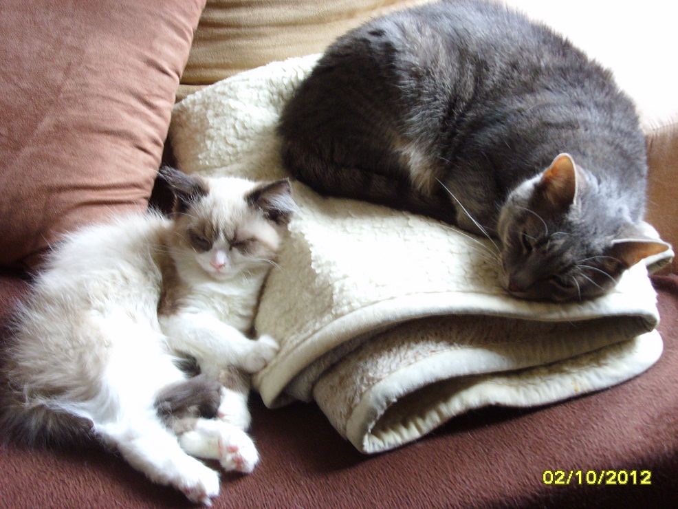 Hugo und Paula schlafen.JPG