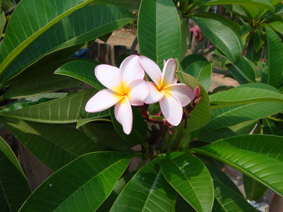 Blüte.JPG