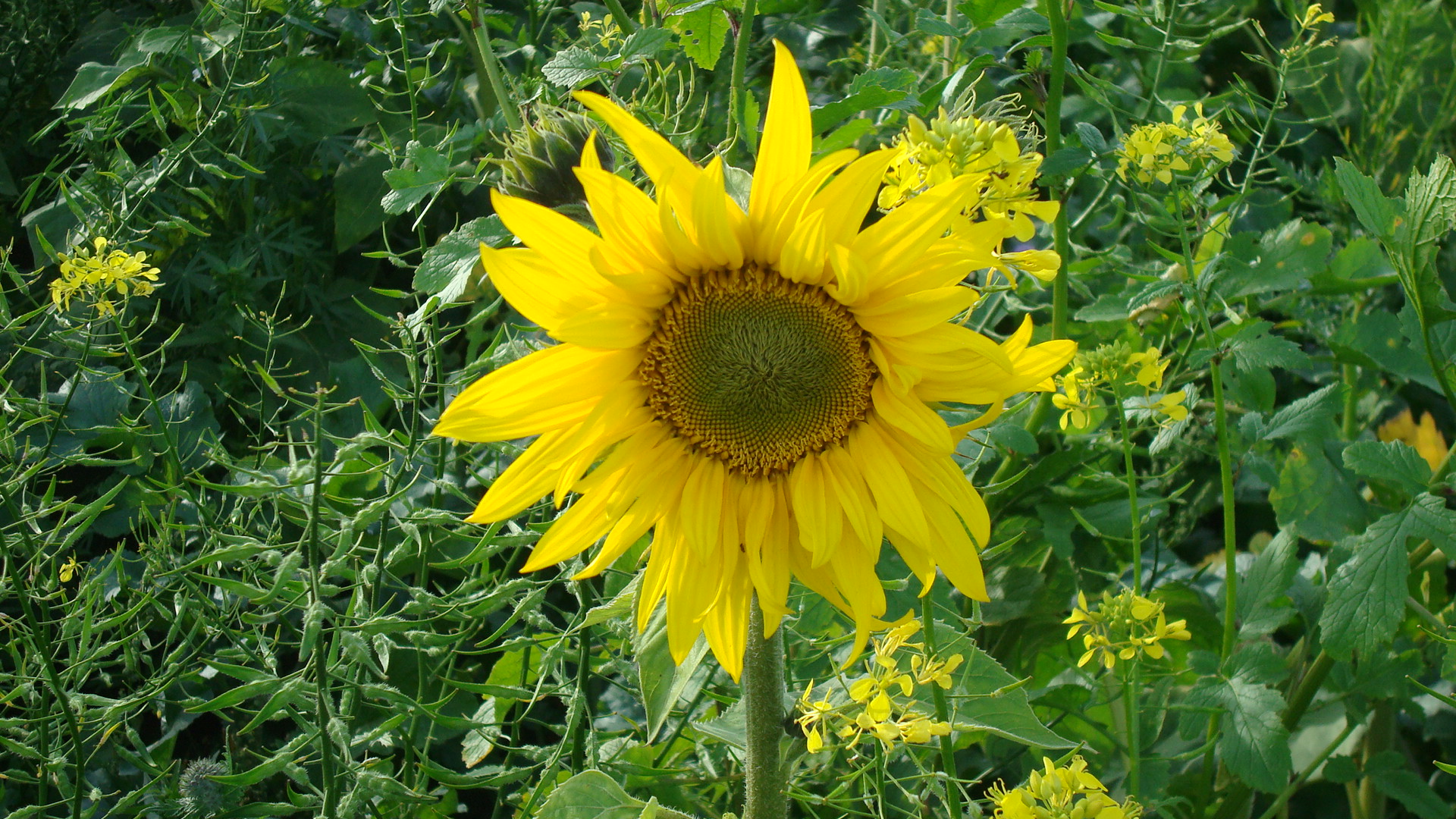 herbst 008.JPG