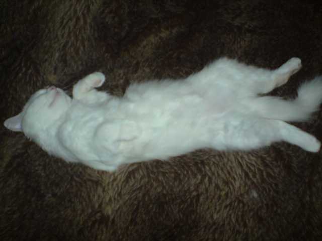 katzenbabys 003.JPG