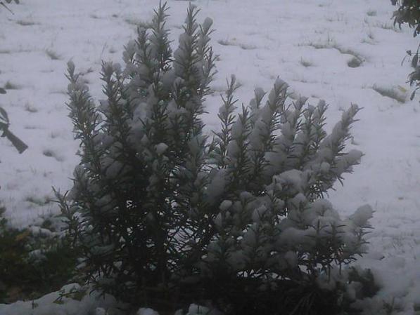 Tauwetter.4.JPG
