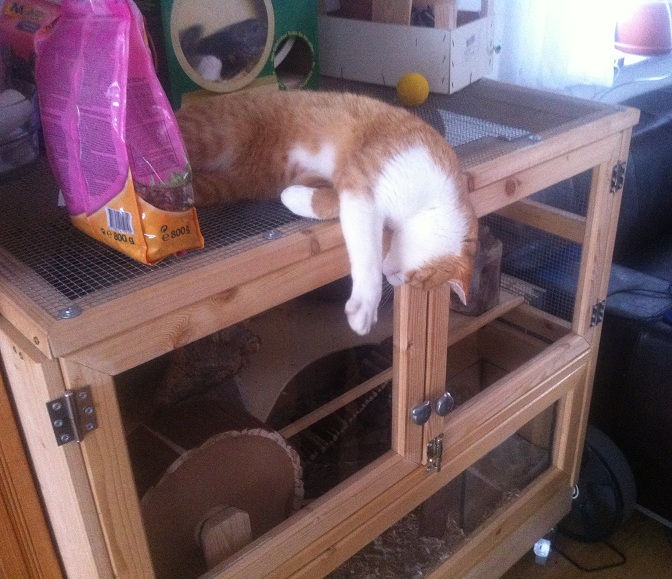 Leckerchen für Kater Karlo.jpg