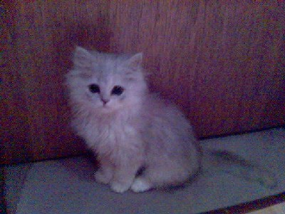Kitty_1.jpg