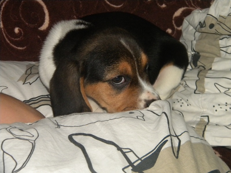 DSCN7604a.jpg