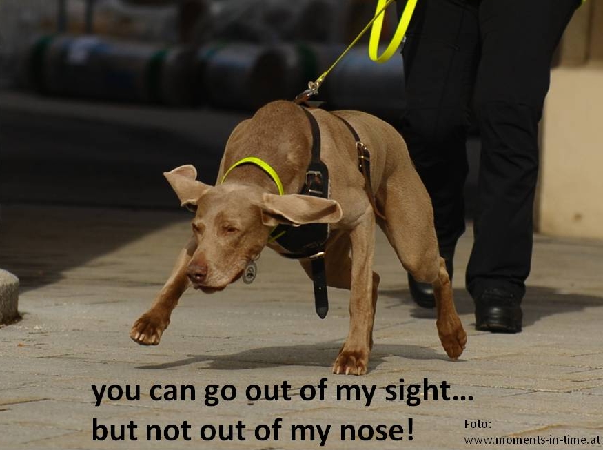 foto_nose_sight1.jpg