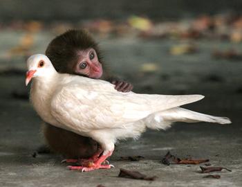 558363296_AnimalLove_xlarge.jpeg