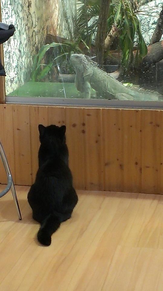 Bella & Zeus.jpg