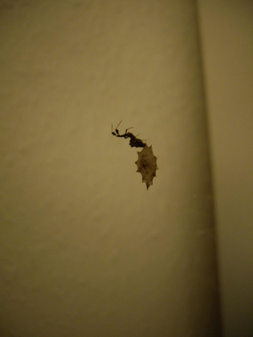 spinne ugh.jpg