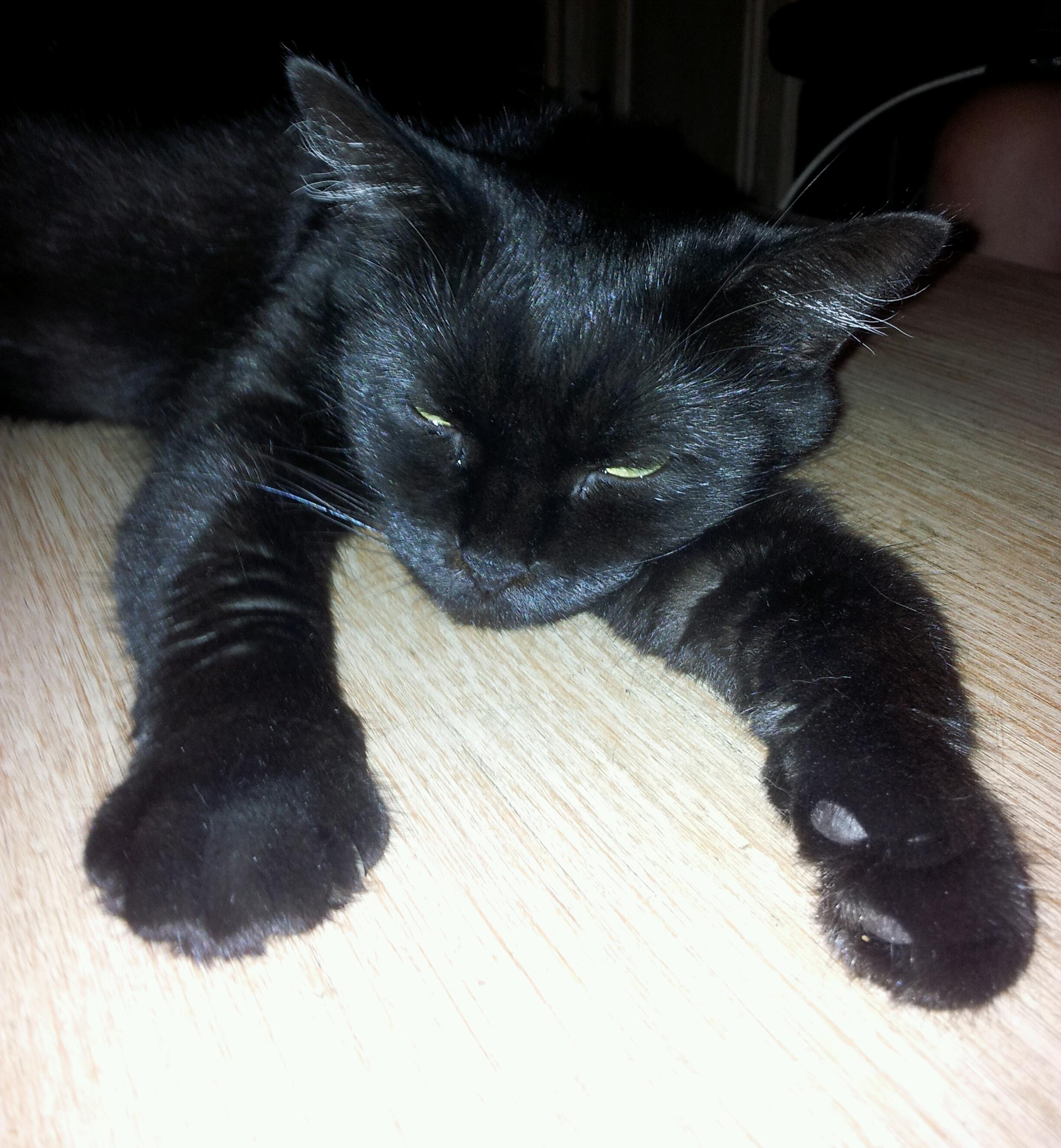 Katze.jpg