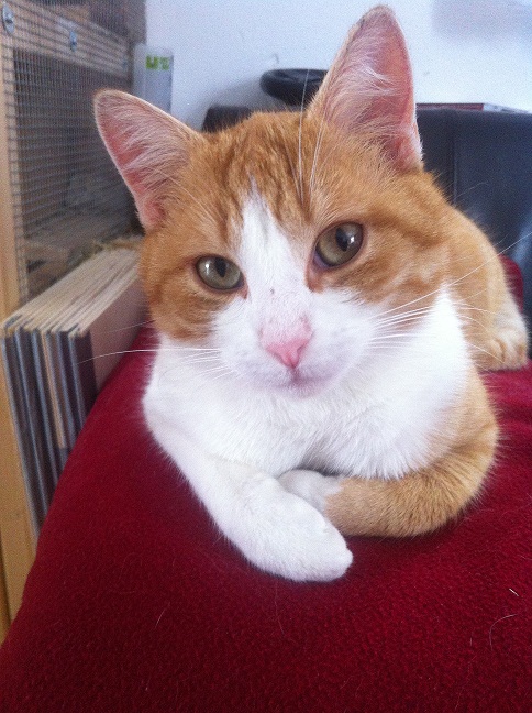 Leihkater.jpg