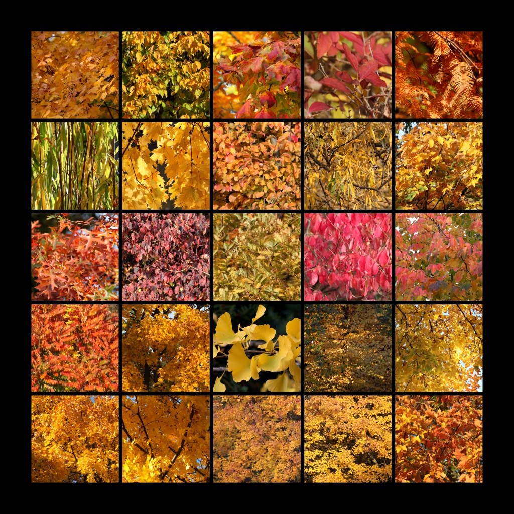 collage2a.jpg