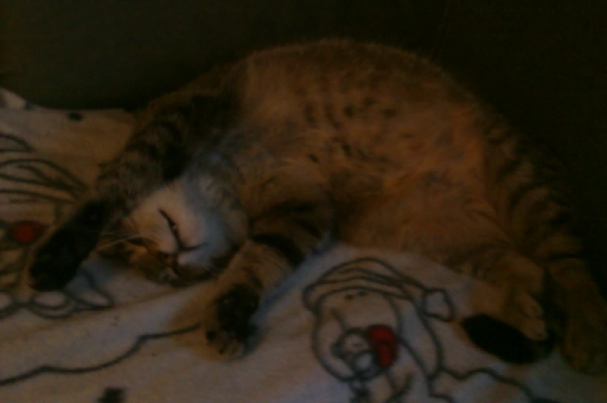 IMAG0334.jpg