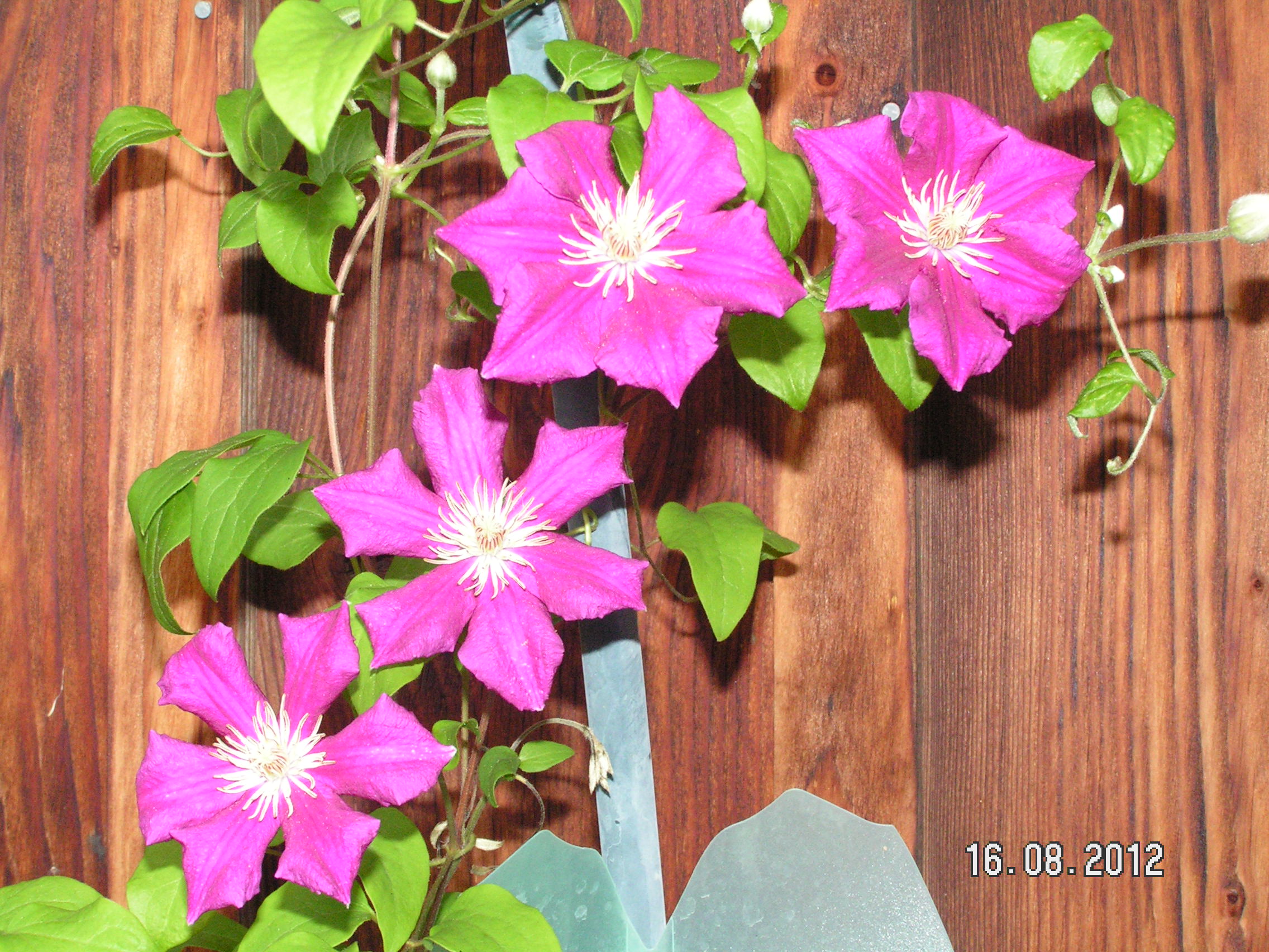 PICT0108.JPG