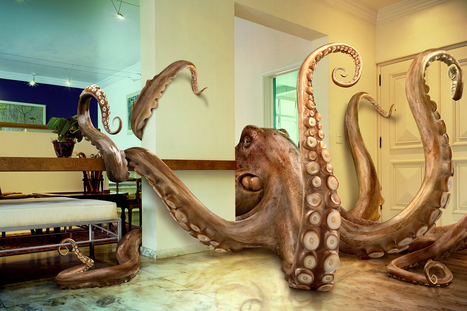 octopus1.jpg