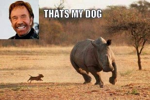 chuck norris' dog.jpg