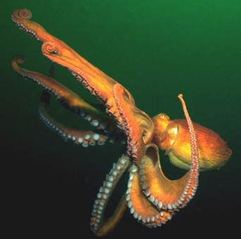 octopus.jpg