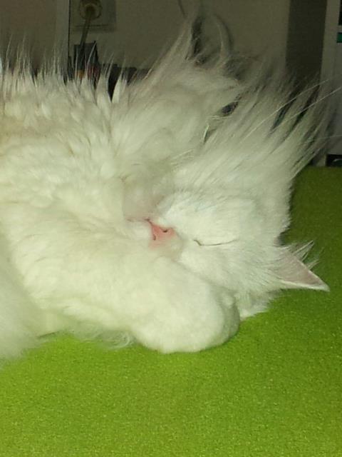 Fetti total entspannt.jpg
