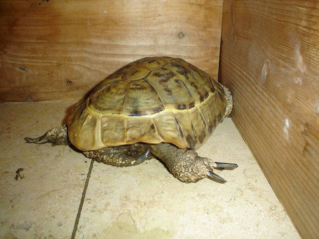 schildkrÃƒÂ¶te.jpg
