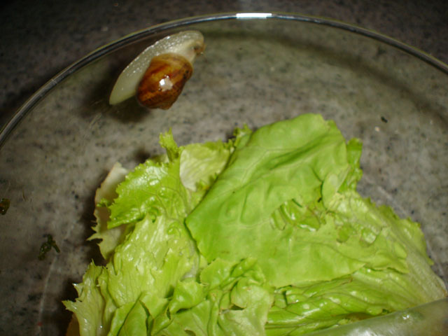 schnecke.jpg