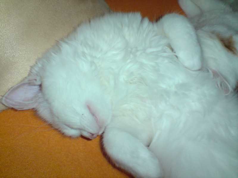 katzenbabys 168.JPG