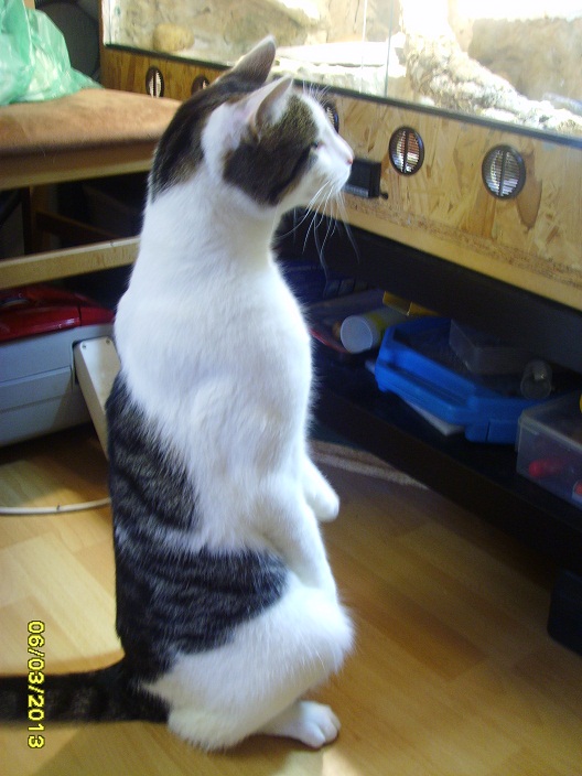 Erdmännchen um besser zu gucken.JPG