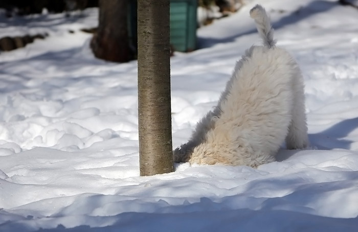 co_schnee_2013_58.jpg