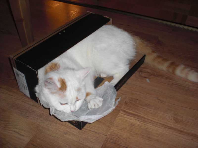 katzen u käfig 070.JPG